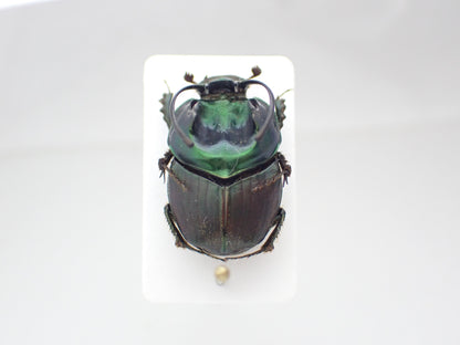 *Proagoderus sexcornutus*, an African dung beetle characterized by its horns