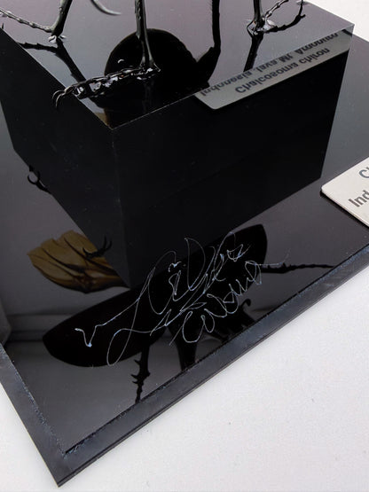 Chalcosoma Chiron ll.2026
