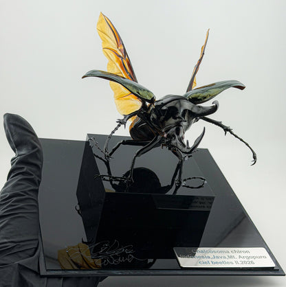 Chalcosoma Chiron ll.2026