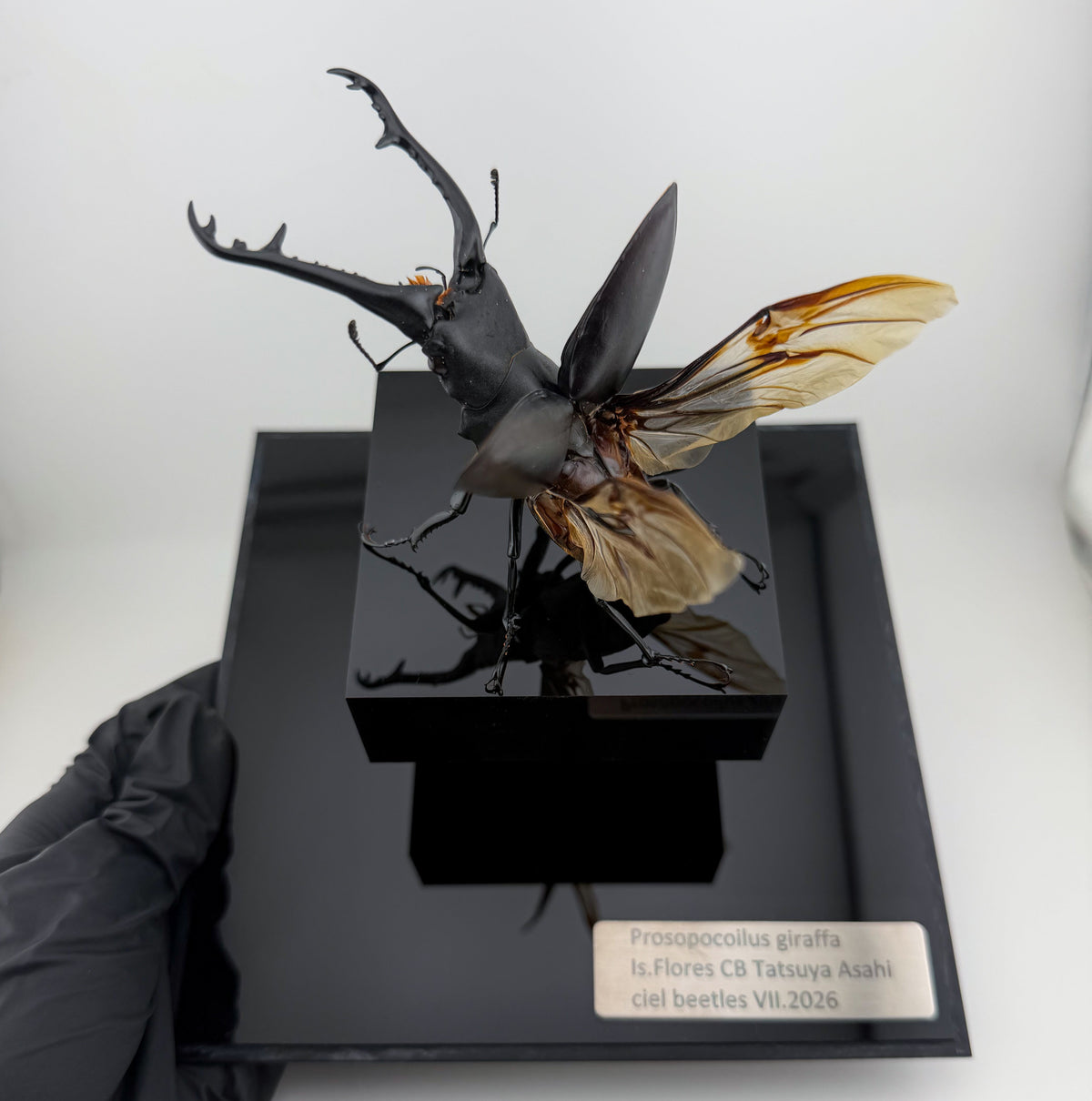 Prosopocoilus giraffa VII.2026