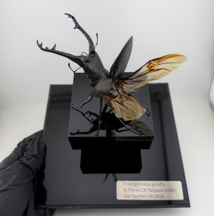 Prosopocoilus giraffa VII.2026