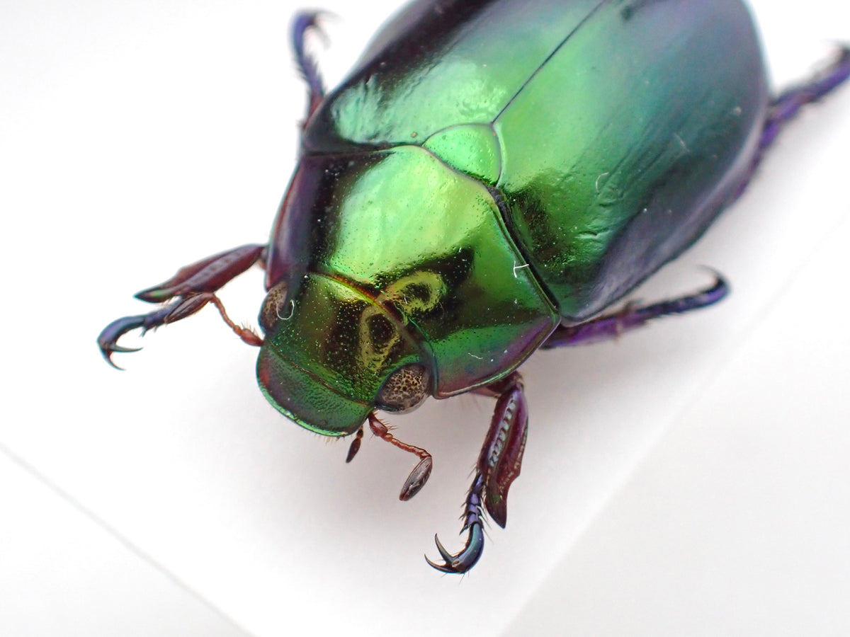 🇦🇺A species of scarab beetle, *Repsimus aeneus*, mounted specimen