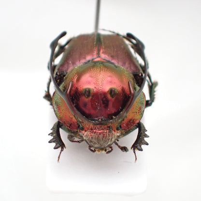 🇹🇿 *Proagoderus rangifer* (Stag Horned Dung Beetle) Pinned Specimen, Male Only