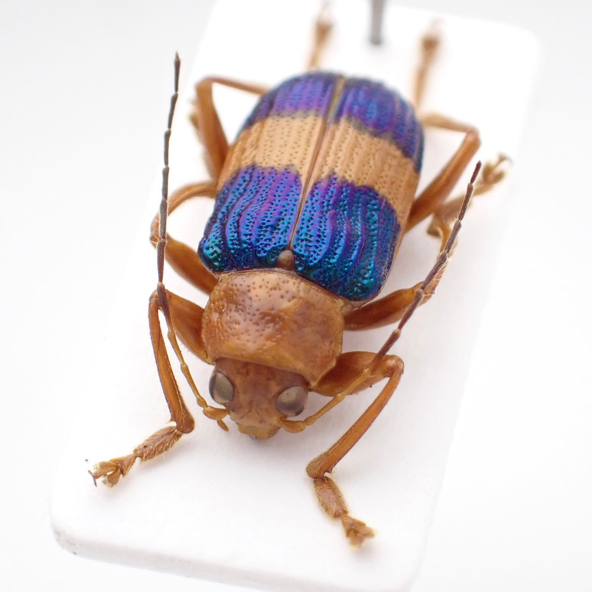 🇵🇪 ハムシの一種　Metaxyonycha godmani 台紙標本