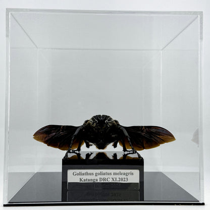 Goliathus goliatus meleagris VI.2025 Goliath Beetle