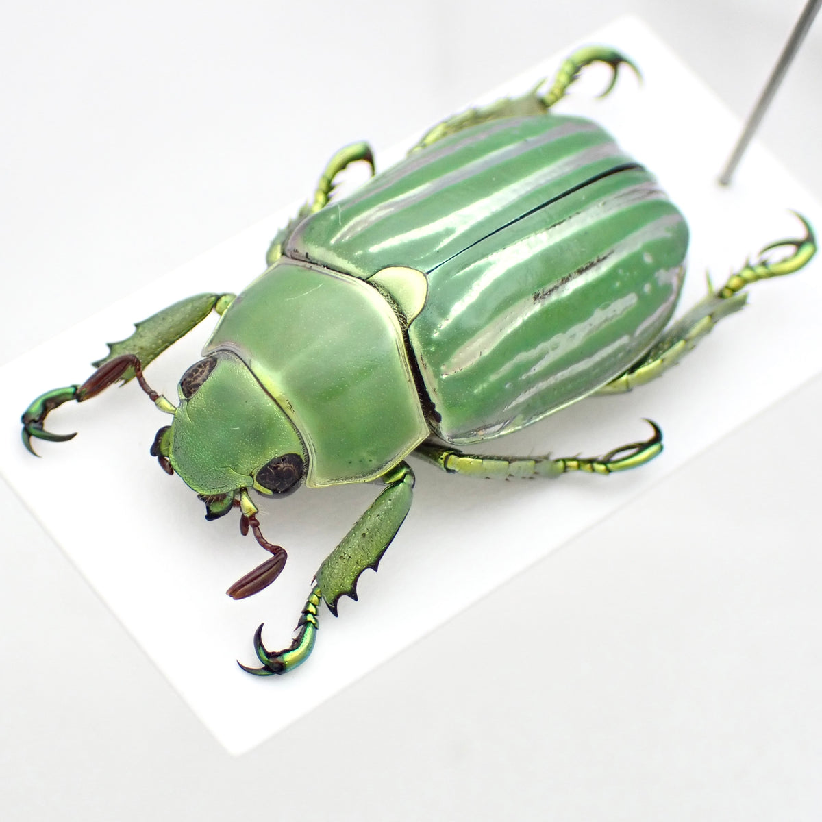 Rutelidae sp. A2, mounted specimen