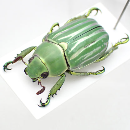 Rutelidae sp. A2, mounted specimen