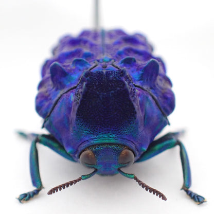 Platypria mianningensis - pinned specimen A2