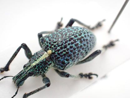 🇵🇪 Weevil Entimus granulatus, pinned specimen