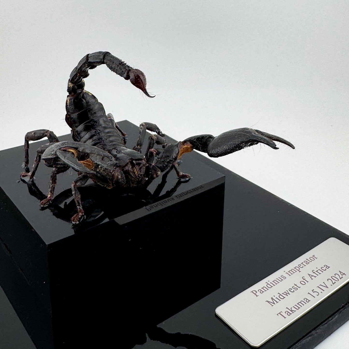 Pandinus imperator IV.2024 Malaysian Forest Scorpion