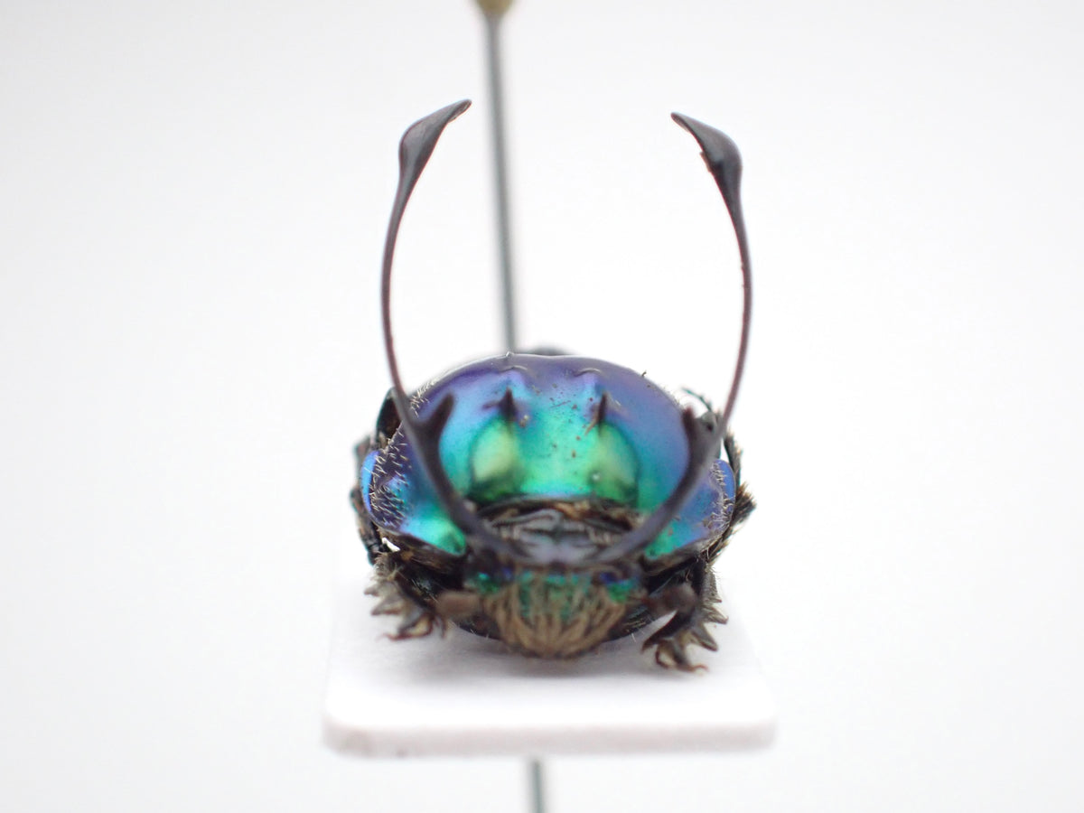🇹🇿*Proagoderus ramosicornis* on a spreading board - single male
