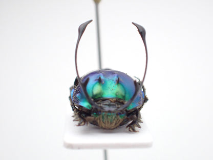 🇹🇿*Proagoderus ramosicornis* on a spreading board - single male