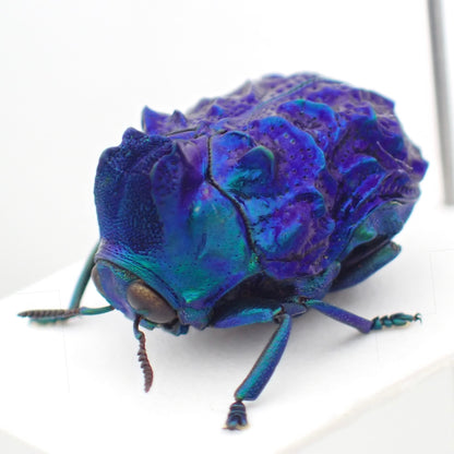 Platypria mianningensis - pinned specimen A2