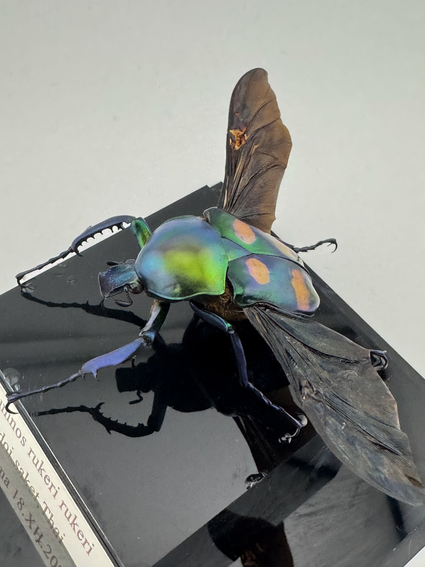 Jumnos ruckeri XII.2024 Ruckeri's Long-armed Scarab