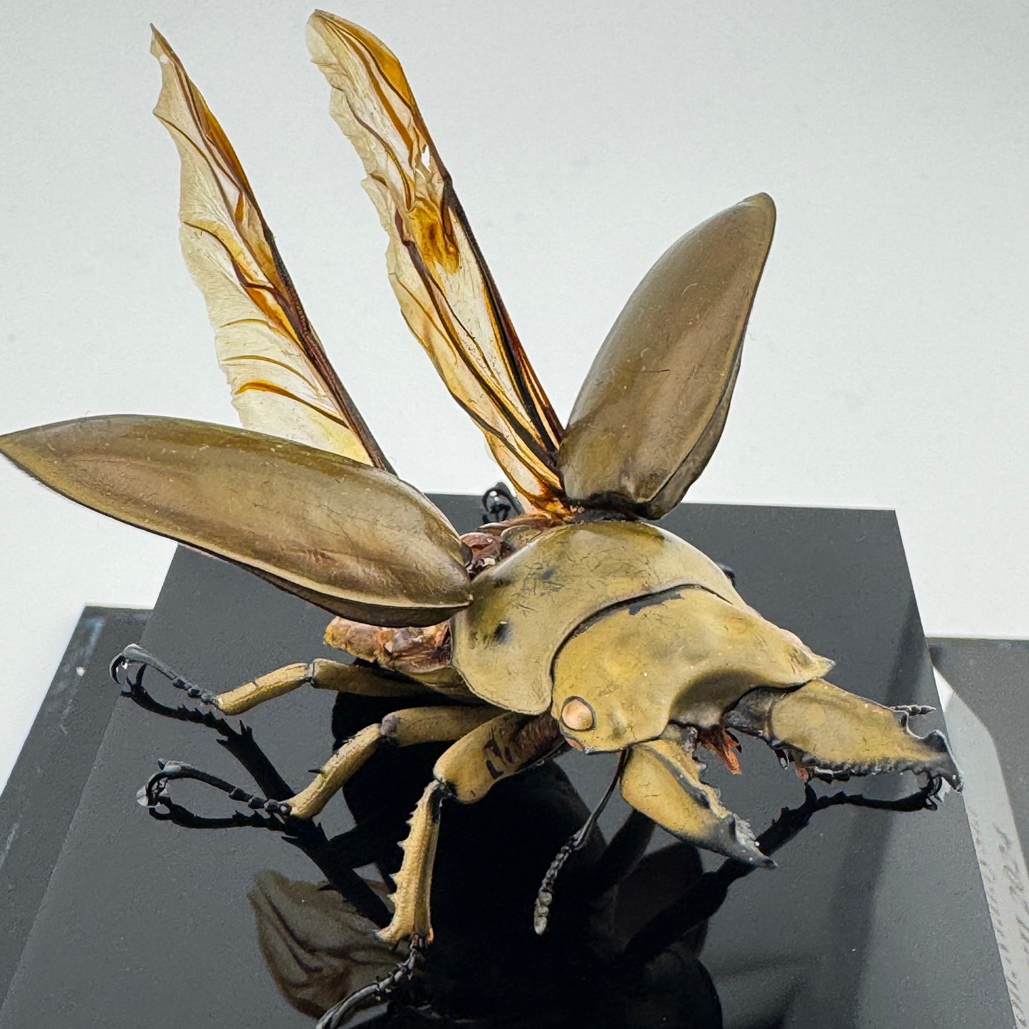 Allotopus rosenbergi 2024 Golden Stag Beetle