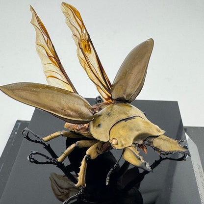 Allotopus rosenbergi 2024 Golden Stag Beetle