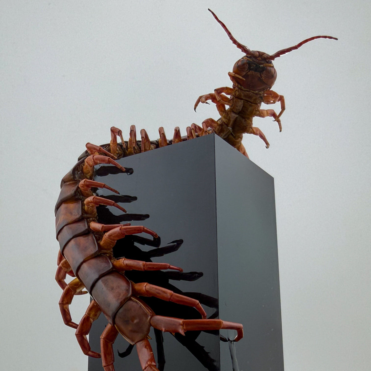 チェリーレッドセンチピート 立体標本 Scolopendra dehaani
IX.2026 ciel beetles