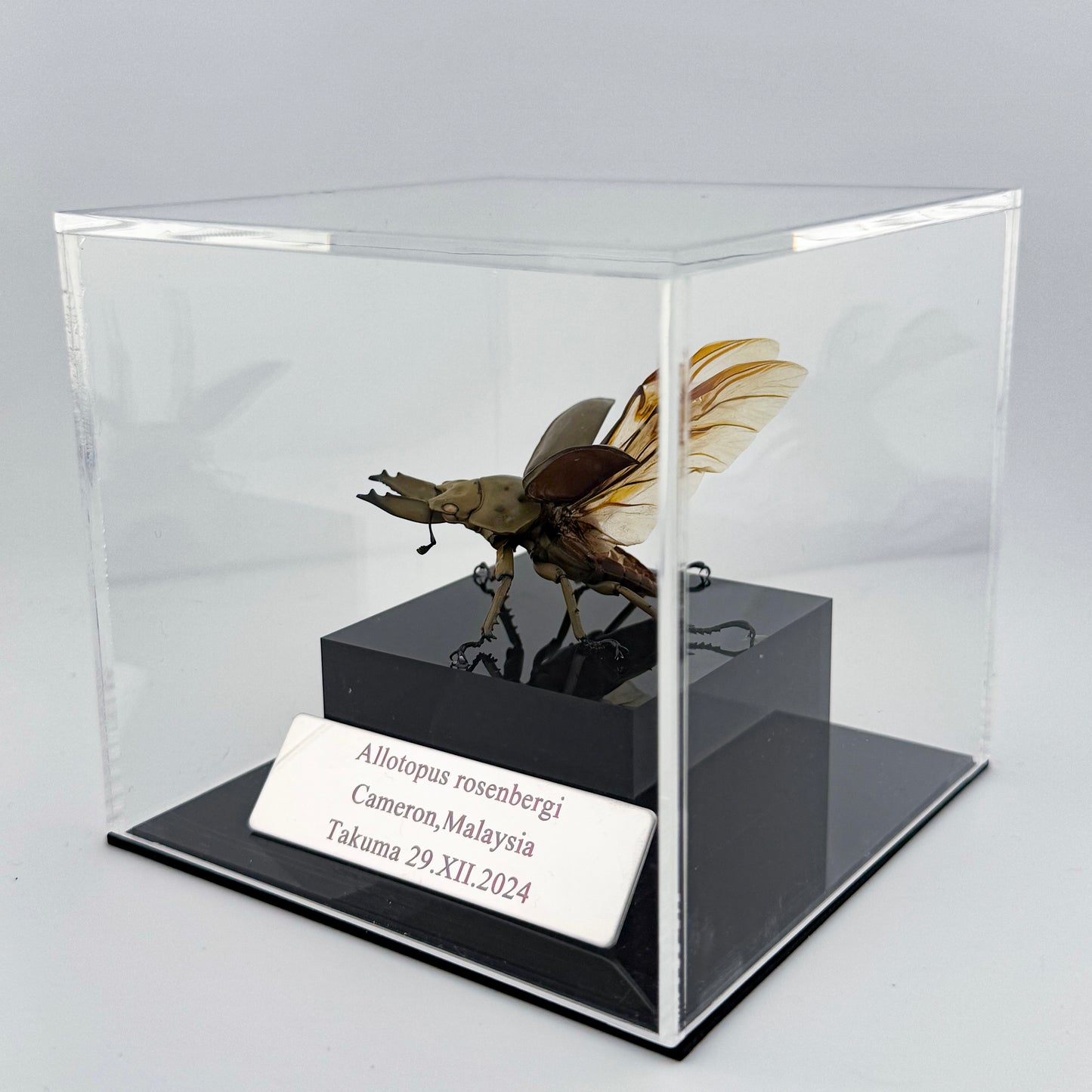 Allotopus rosenbergi 2024 Golden Stag Beetle