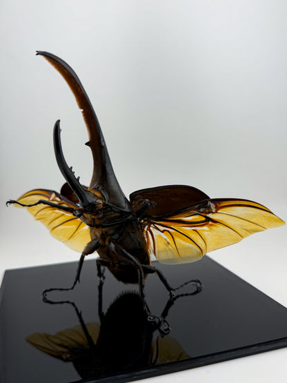 Dynastes hercules I.2026 Hercules beetle