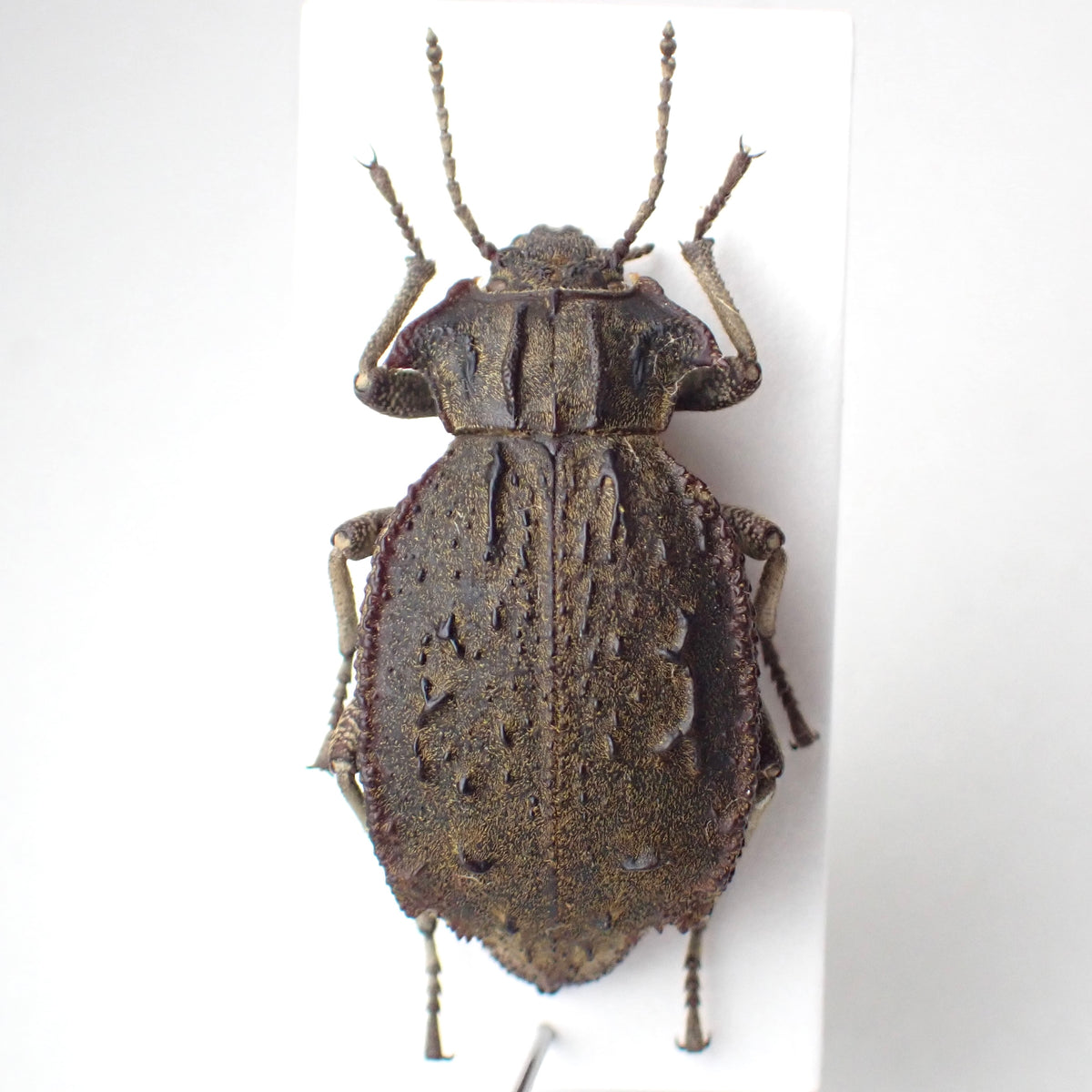 🇦🇷 A species of dung beetle, *Entomoderes draco*, mounted specimen