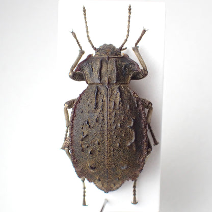🇦🇷 A species of dung beetle, *Entomoderes draco*, mounted specimen