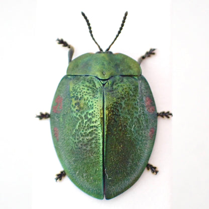 Tortoise beetle Stolas discoides, mounted specimen