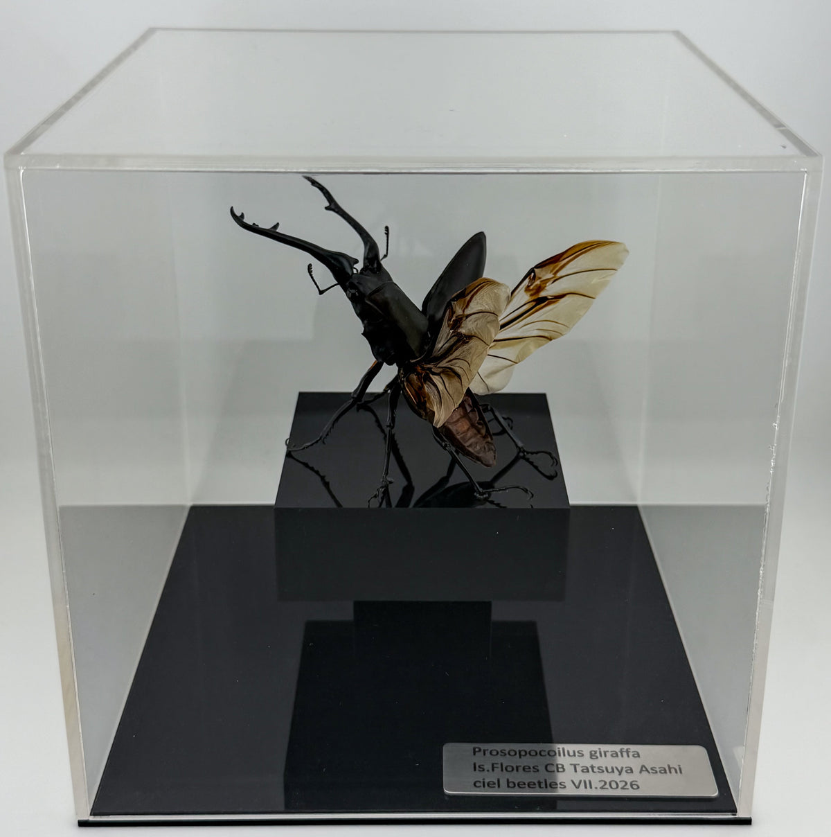 Prosopocoilus giraffa VII.2026