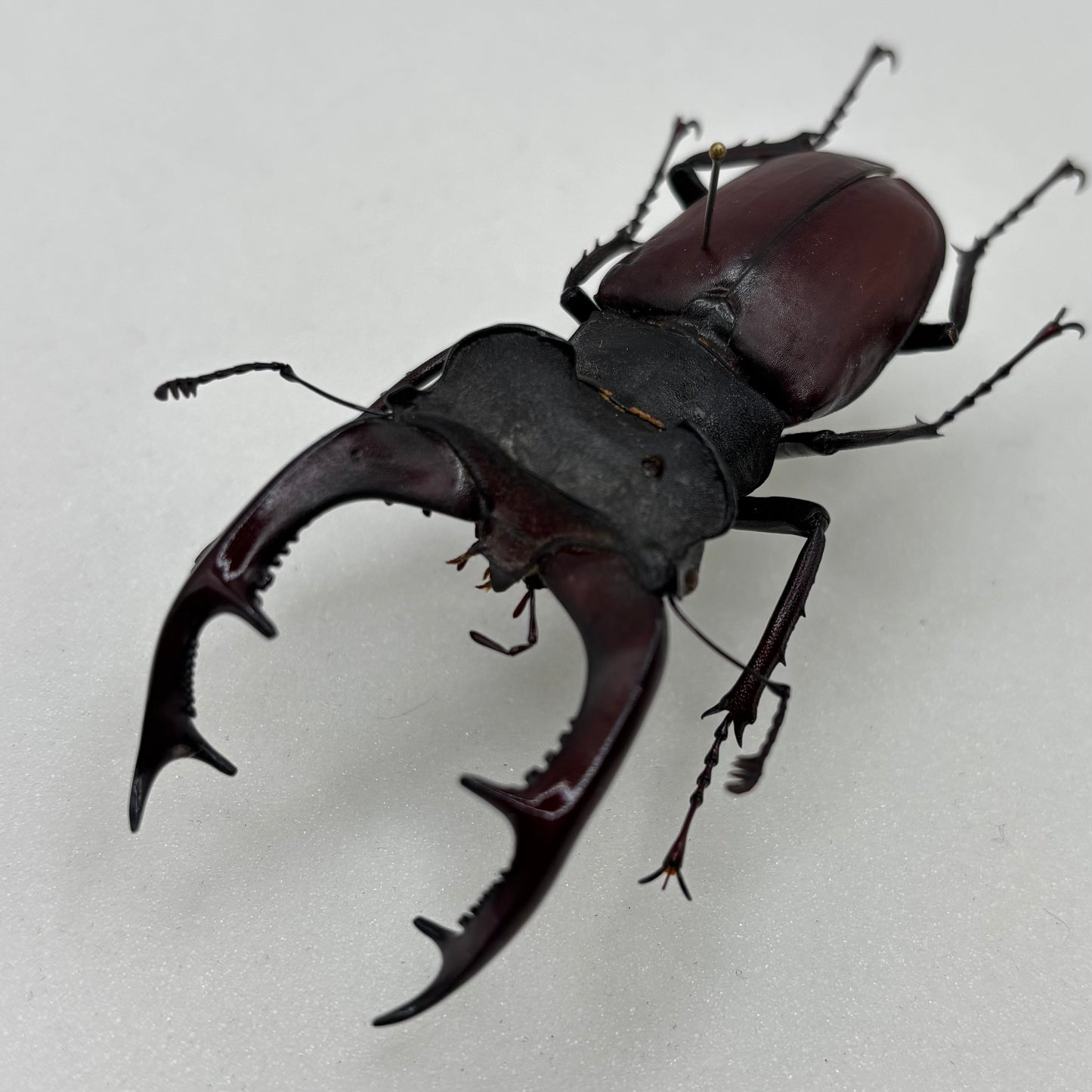 ドイツ産野外採集品　ケルブスミヤマクワガタ（ヨーロッパミヤマクワガタ）　訳あり展足済み標本