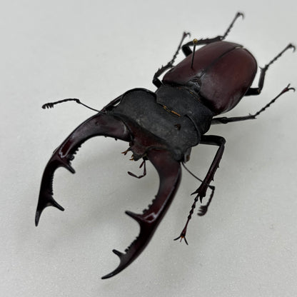 ドイツ産野外採集品　ケルブスミヤマクワガタ（ヨーロッパミヤマクワガタ）　訳あり展足済み標本