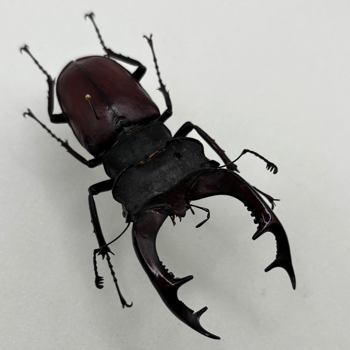 ドイツ産野外採集品　ケルブスミヤマクワガタ（ヨーロッパミヤマクワガタ）　訳あり展足済み標本