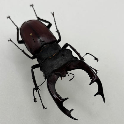 ドイツ産野外採集品　ケルブスミヤマクワガタ（ヨーロッパミヤマクワガタ）　訳あり展足済み標本