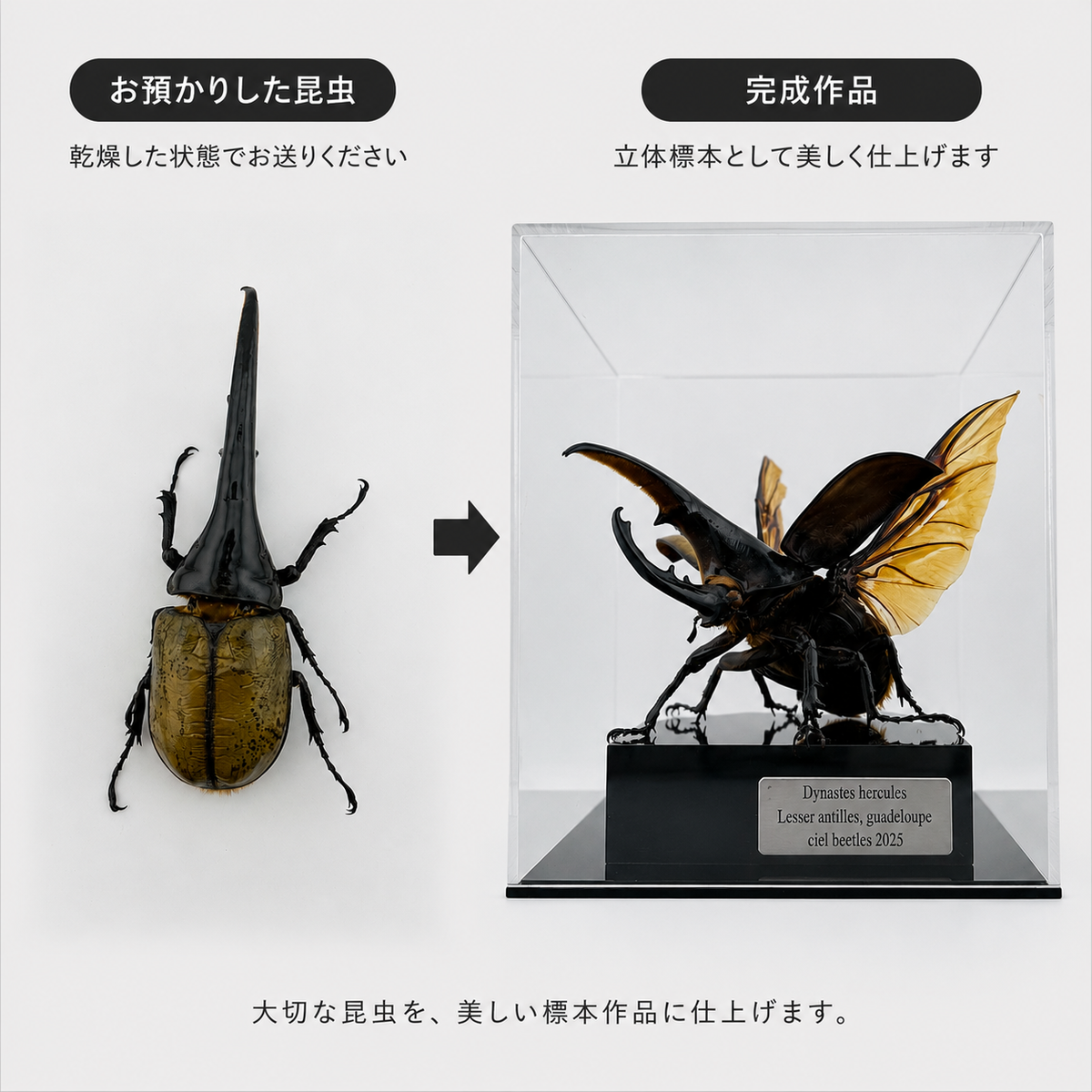 Bespoke Specimen Art